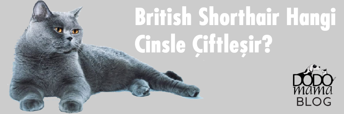 British Shorthair Hangi Cinsle Ciftlesir